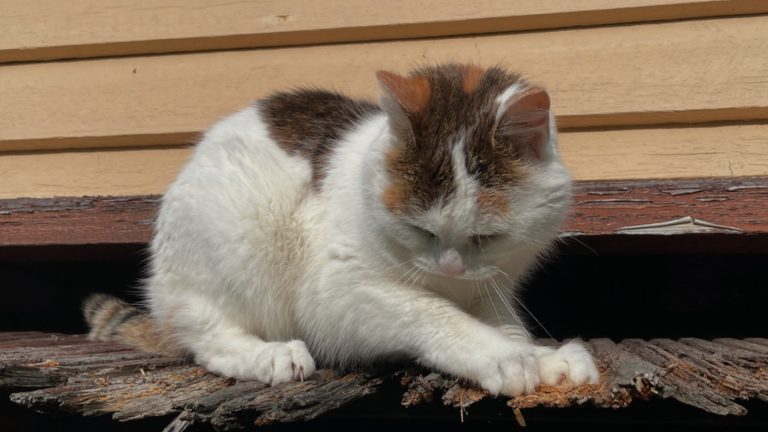 Älä kadu tekojasi.
