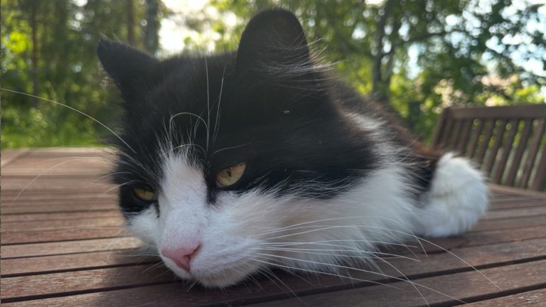 Kaikissa asioissa ei ole mieltymyksiä.