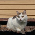 Kunnioita Buddhaa ja jumalia, mutta älä odota heiltä apua.