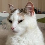 Saatat hylätä kehosi, mutta älä koskaan hylkää kunniaasi.