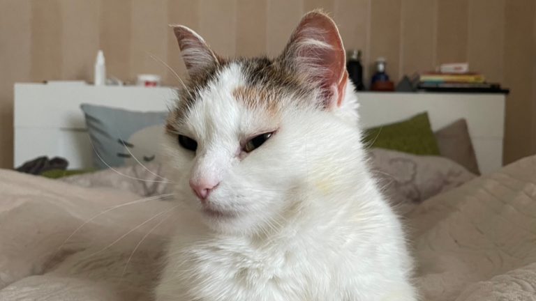 Saatat hylätä kehosi, mutta älä koskaan hylkää kunniaasi.